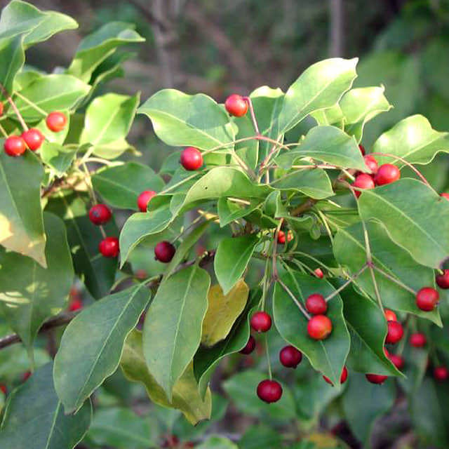 Ilex pedunculosa