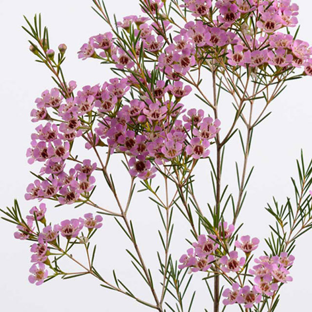 Michelia macclurei