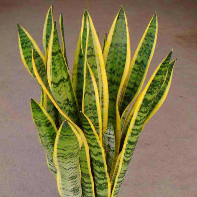 Sansevieria trifasciata laurentii