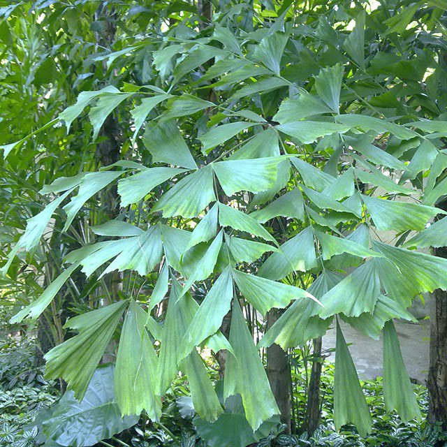 Caryota ochlandra