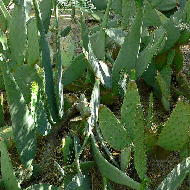 Opuntia engelmannii