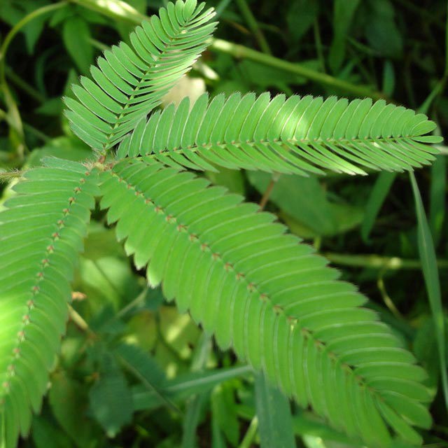 Mimosa pudica