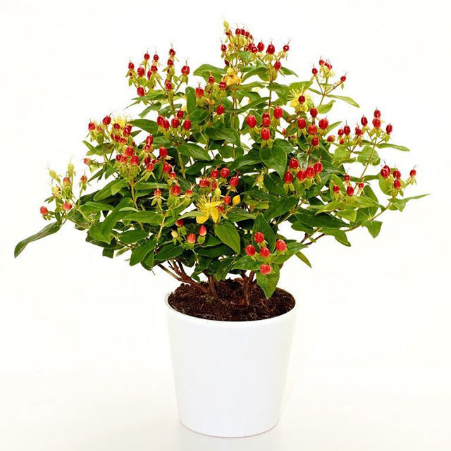 Hypericum Orange Pearl
