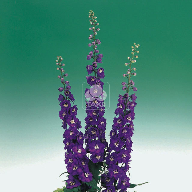 Delphinium Aurora F1 Deep Purple White Powder