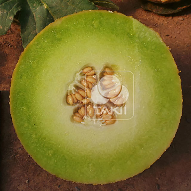 Galia Melon Pasodoble F1