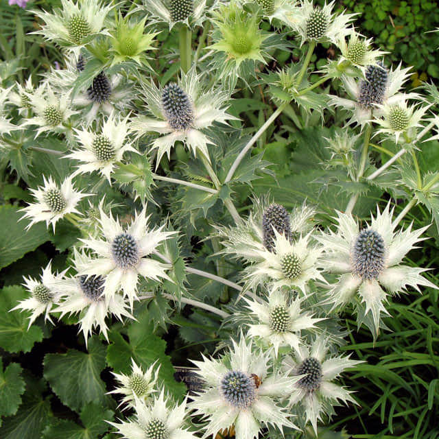 Eryngium giganteum