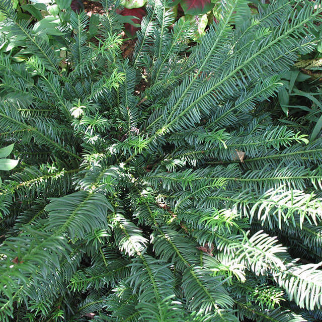 Cephalotaxus harringtonia