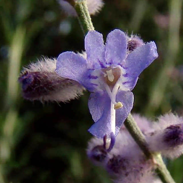 Perovskia abrotanoides