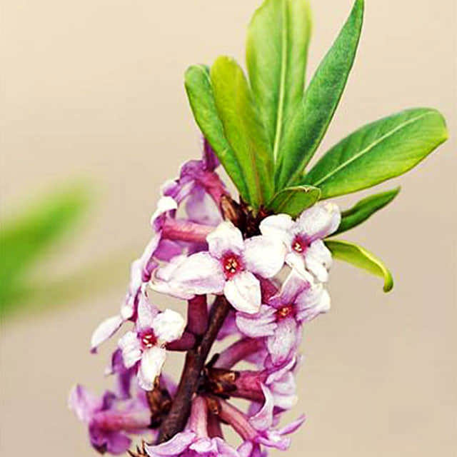 Daphne mezereum