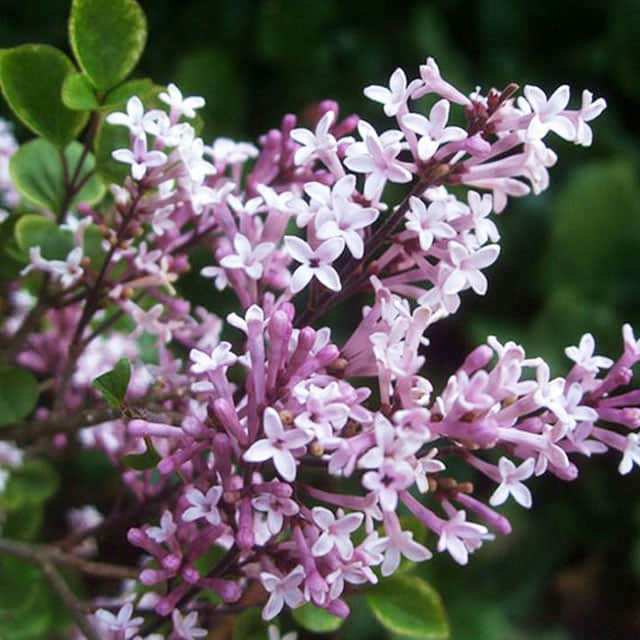 Syringa meyeri