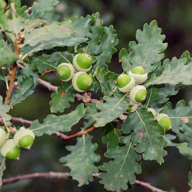 Quercus pubescens