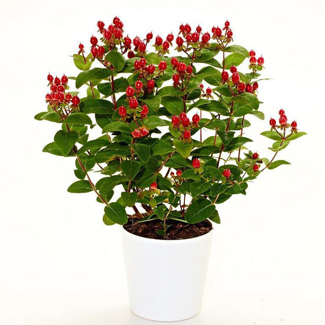 Hypericum Star Hypearl