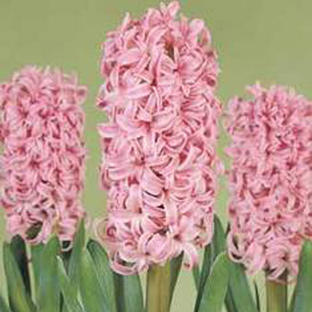 Hyacinthus orientalis Pink Pearl