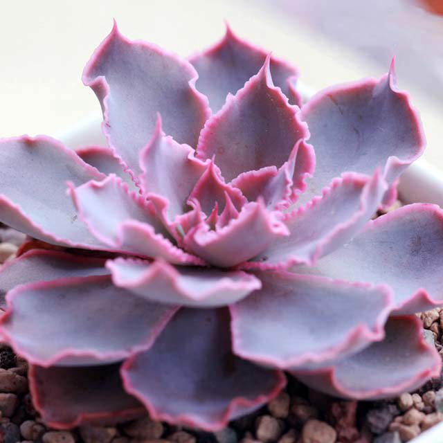 Echeveria shaviana Madre del Sur Fine Webbing