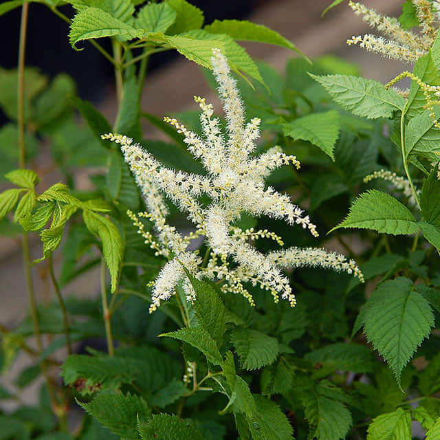 Cimicifuga foetida