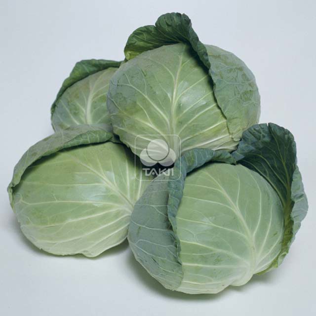 White Cabbage Compass F1 Fine Webbing