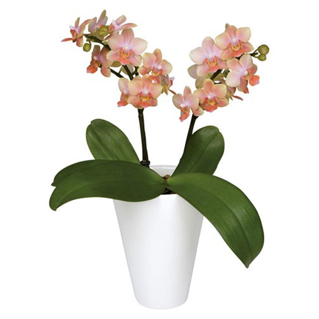Phalaenopsis Willemstad