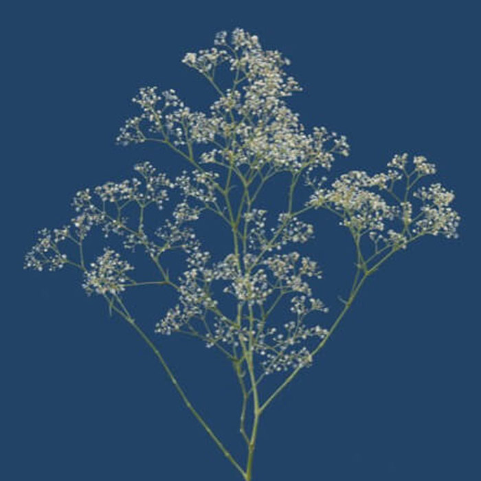 Gypsophila White Victoria