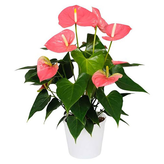 Anthurium andraeanum Colorado Brown Leaf Tips
