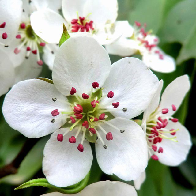Pyrus pyrifolia