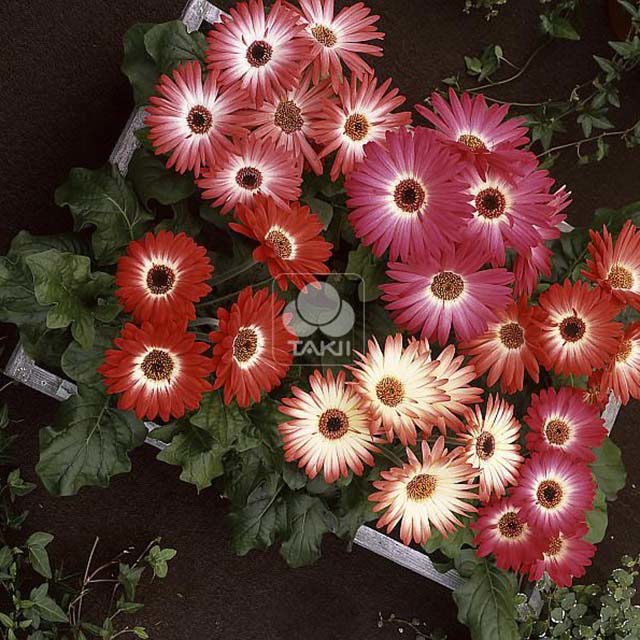 Gerbera Royal F1 Red Bicolour 3103 Drooping Leaves