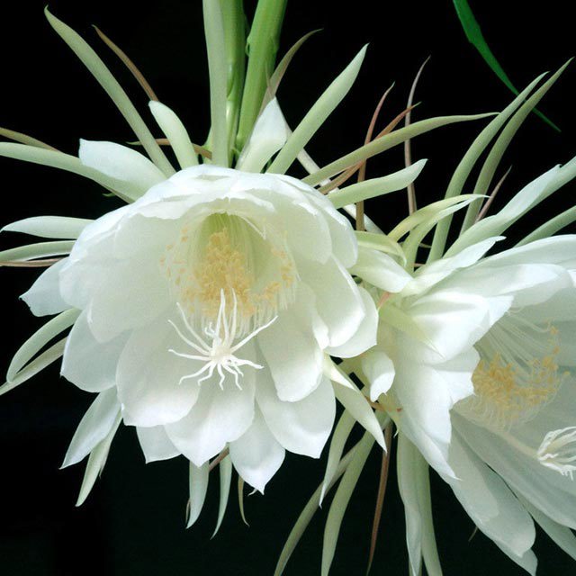 Epiphyllum oxypetalum
