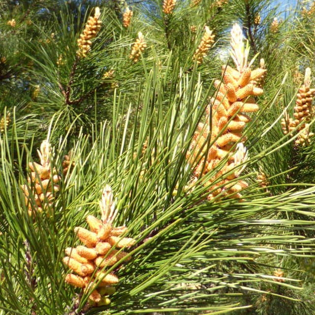 Pinus radiata