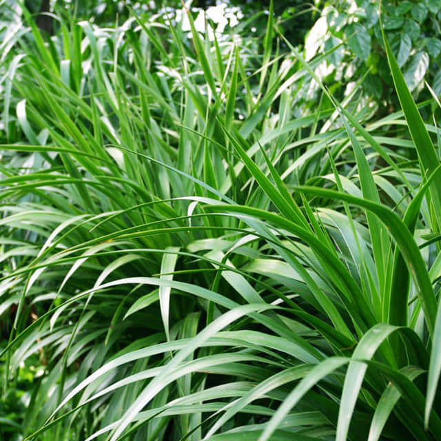 Yucca elephantipes