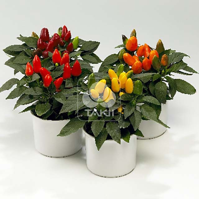 Capsicum annuum Tango White Powder