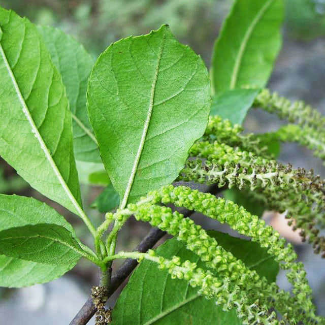 Alnus incana