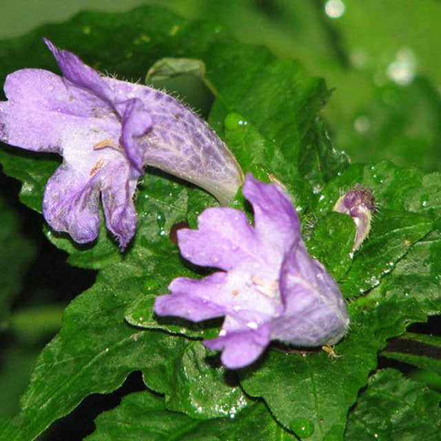Strobilanthes dyeriana