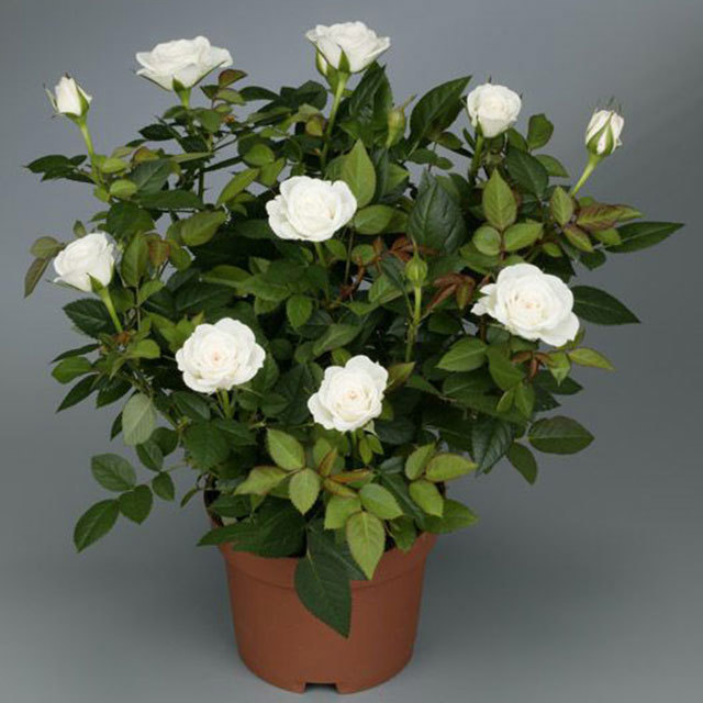 Mini Rose Royal White Optima White Powder