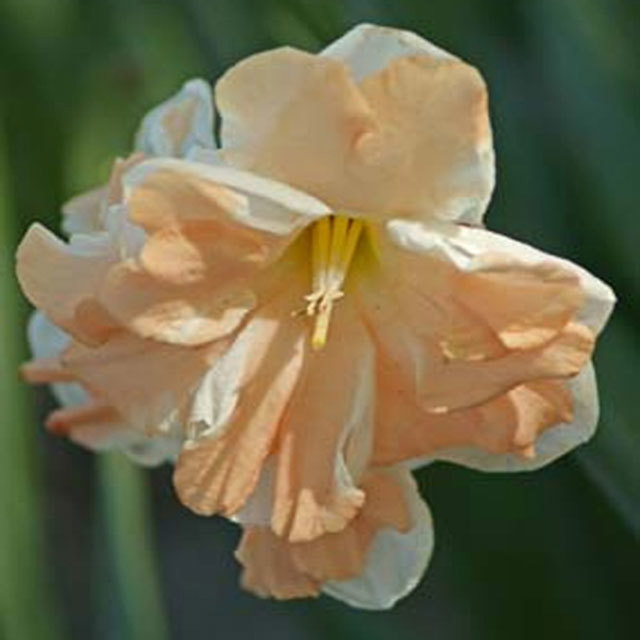 Narcissus Apricot Whirl