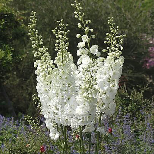 Delphinium Centurion F1 White