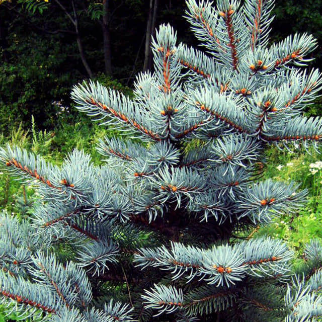 Picea pungens