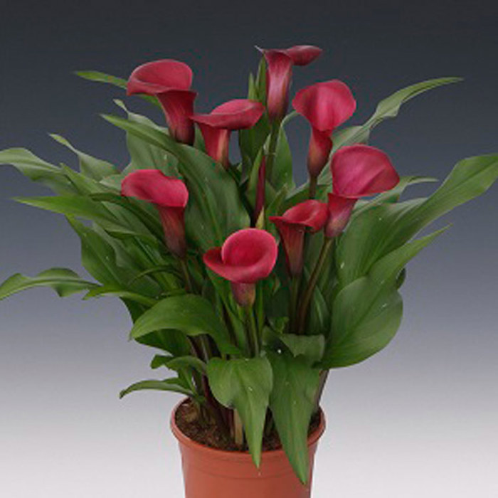 Zantedeschia Sumatra