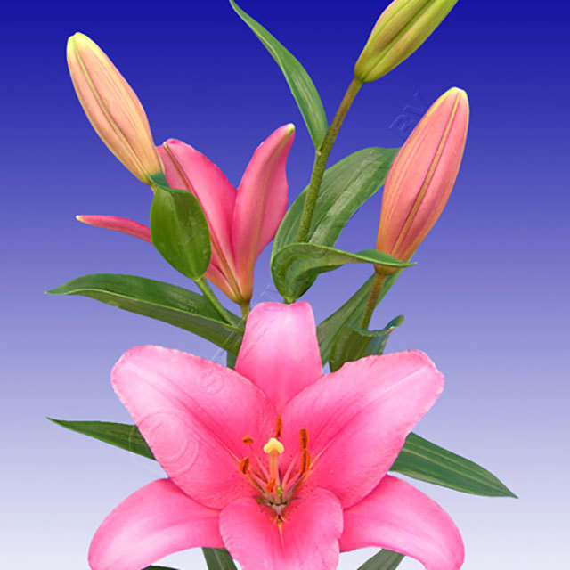 Lilium hybride Brindisi
