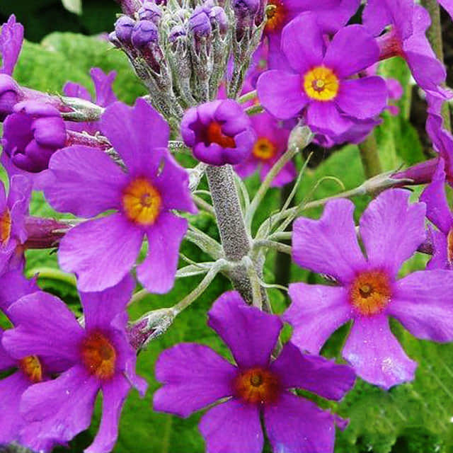 Primula beesiana