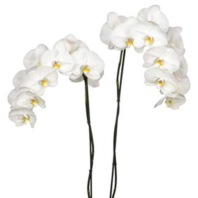 Phalaenopsis Beijing Fine Webbing