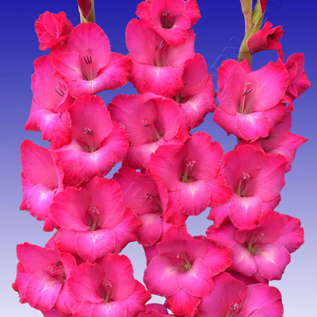Gladiolus Sonate