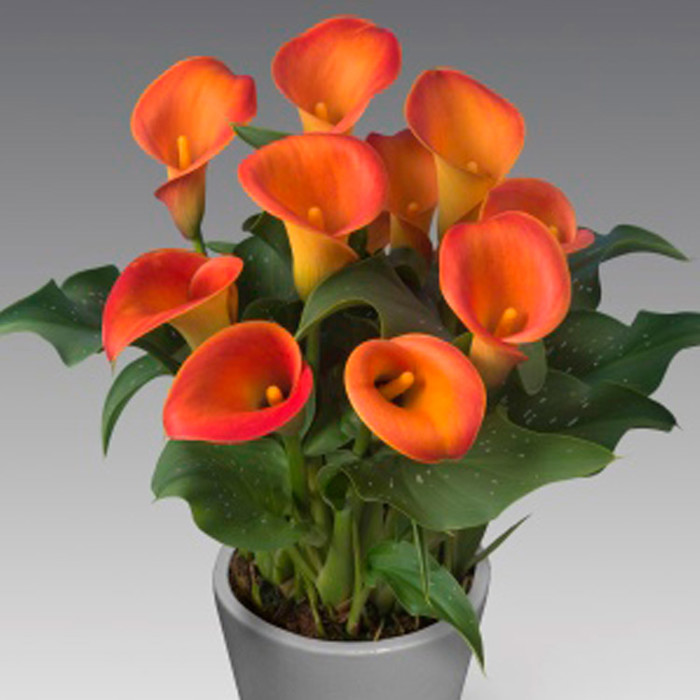 Zantedeschia Captain Brunello Sudden Leaf Drop