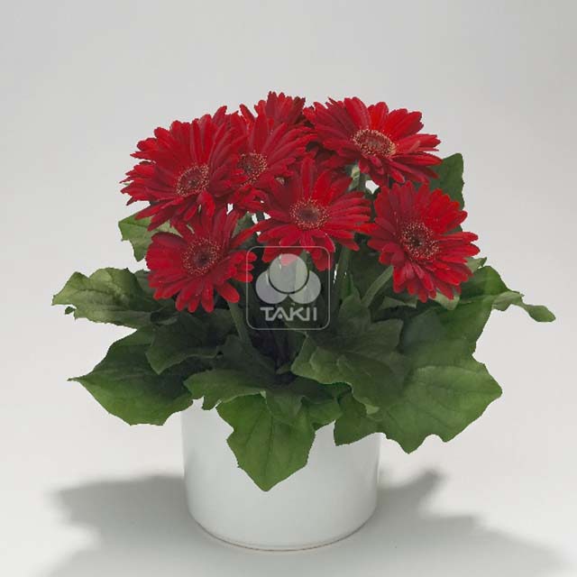 Gerbera Royal Mini F1 Red 6050 Sticky Leaves