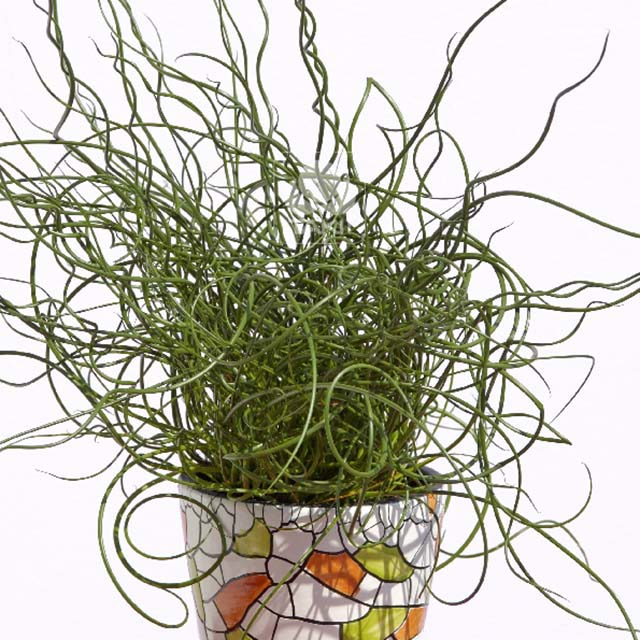 Juncus effusus Spiralis