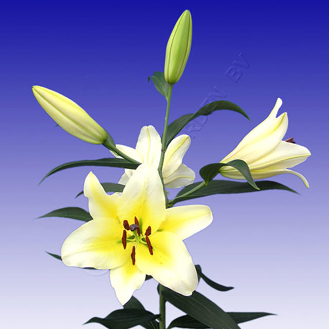 Lilium Tarragona Macchie bianche cotonose