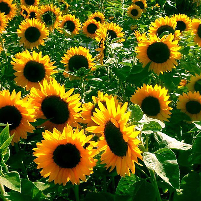 Helianthus annuus