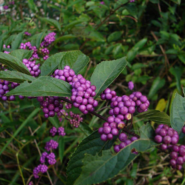 Callicarpa dichotoma
