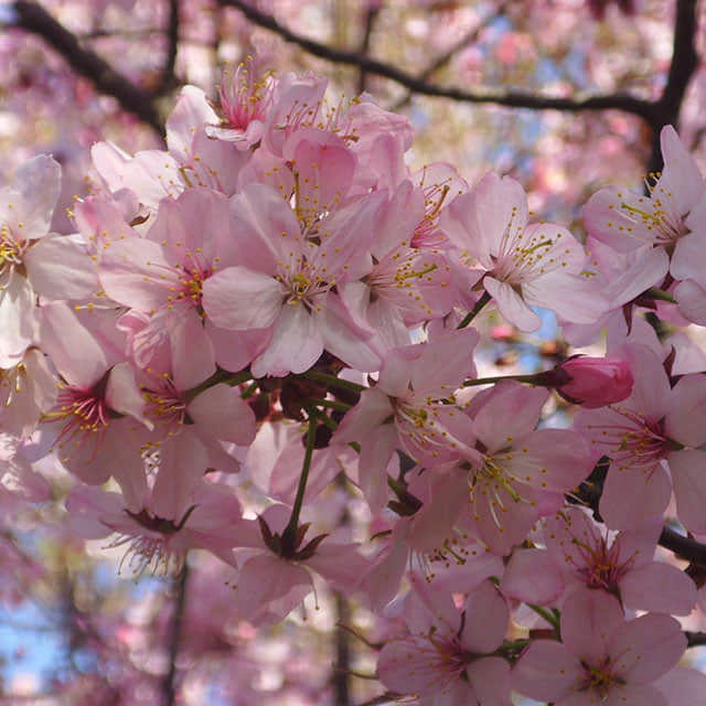 Prunus sargentii