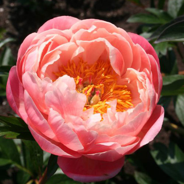 Paeonia suffruticosa Coral Charm