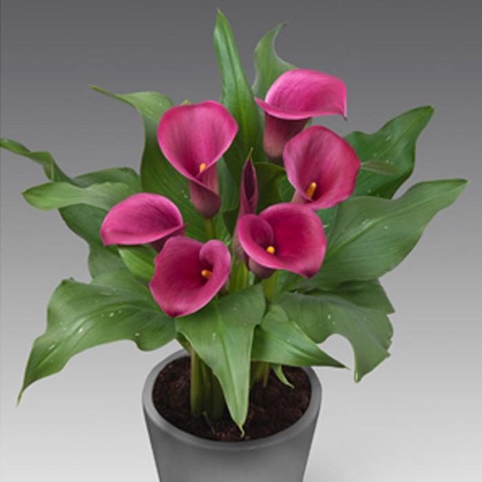 Zantedeschia Captain Lovely Drooping Leaves