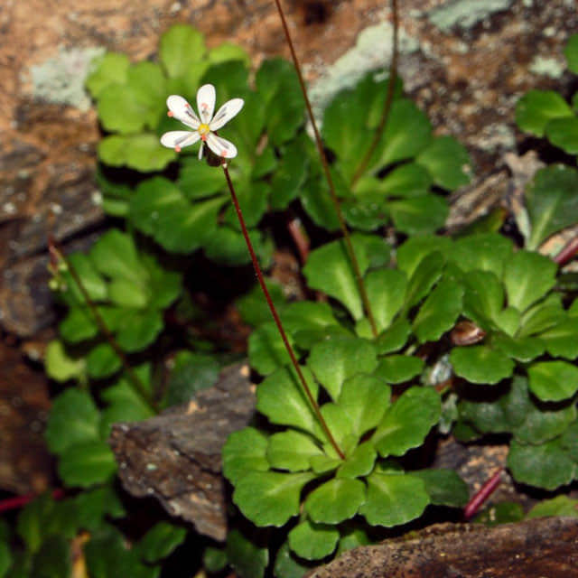 Saxifraga cuneifolia